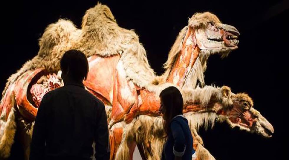 Dois visitantes de 'Animal de dentro para fora' observam o interior dos corpos de camelos