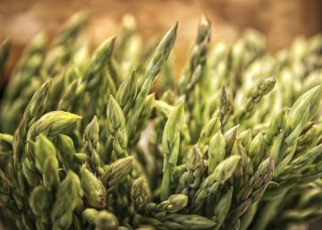 No res, un manadet d’espàrrecs d’Eivissa