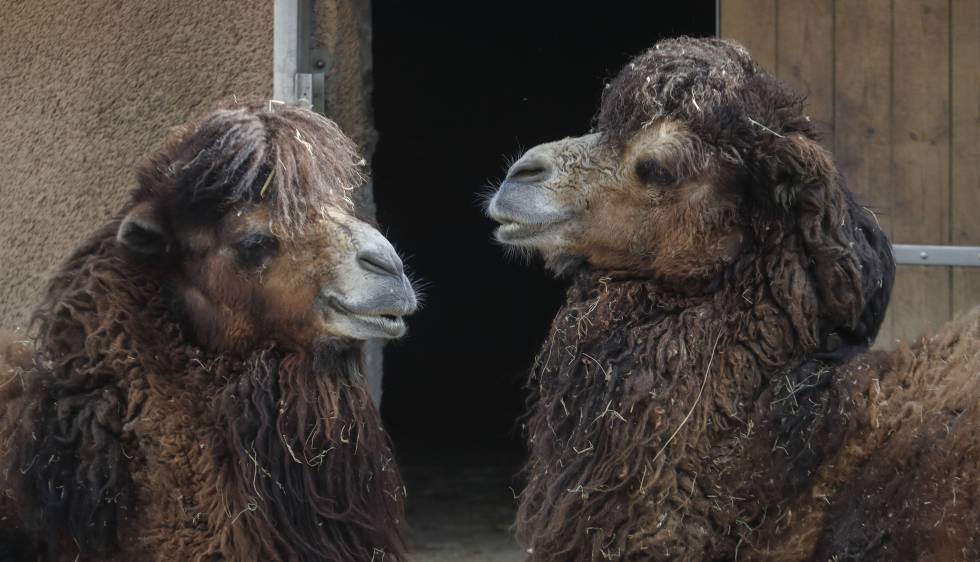 Dos camellos ayer en el zoo de Barcelona