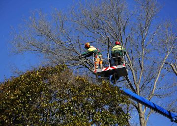 La importancia de hablar con los árboles