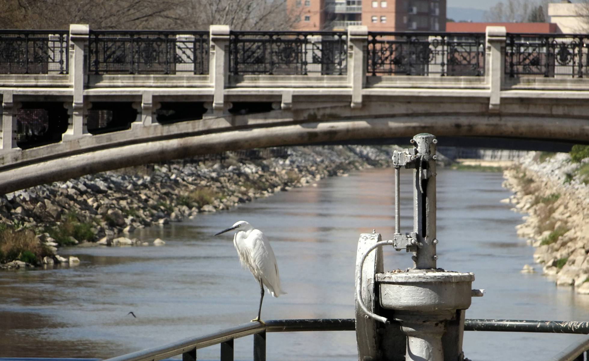 Un ejemplar de garceta común en el puente de Reina Victoria, cerca de la colonia del Manzanares. Ecologistas en Acción.