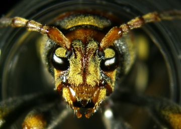 Un ejemplar de escarabajo-barrenador de moreras.