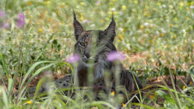 El lince avistado en el área metropolitana de Barcelona.