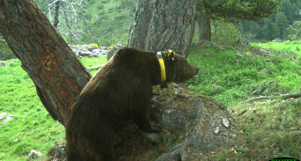 L'os Goiat, introduït al Pirineu català el 2016.
