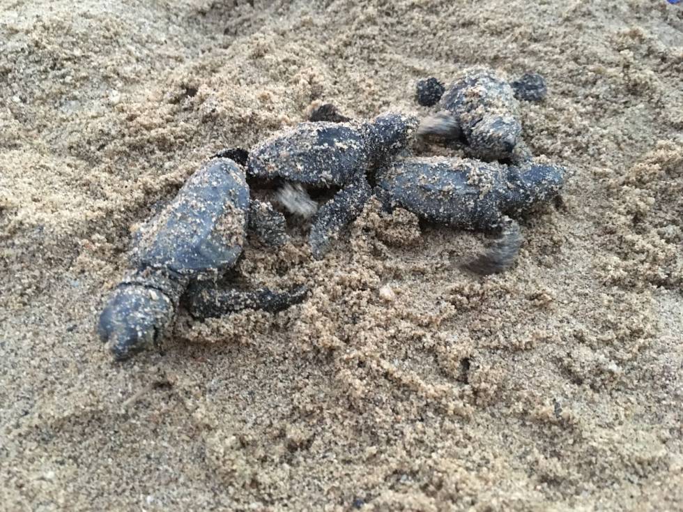 Almenys 90 tortugues neixen en una platja de Cambrils