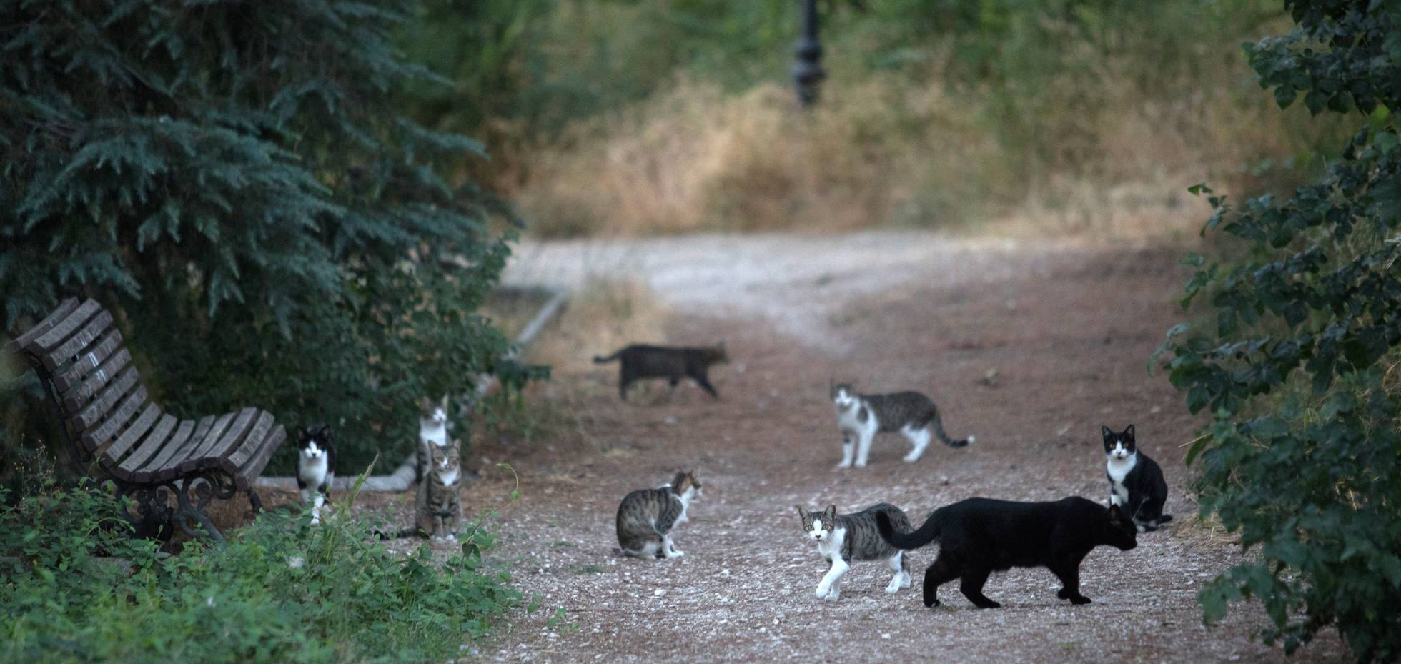 Spain’s Licensed Cat Ladies