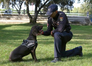 “Lo más importante siempre es el trabajo del perro”