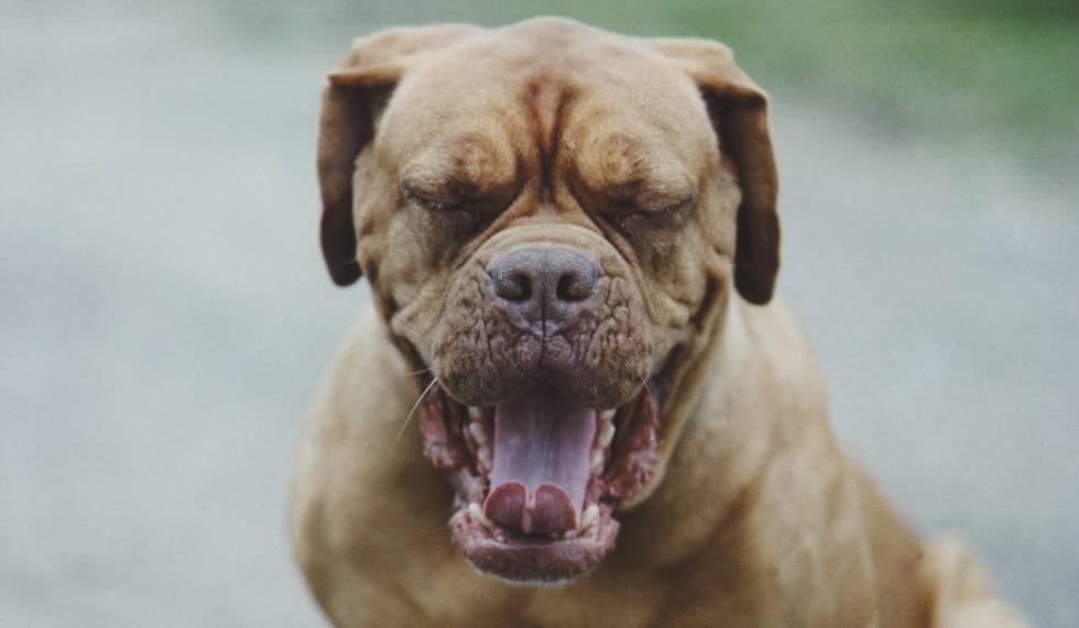 Foto de archivo de un dogo de Burdeos.