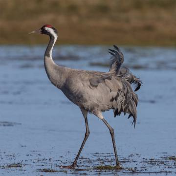 Una grulla común.