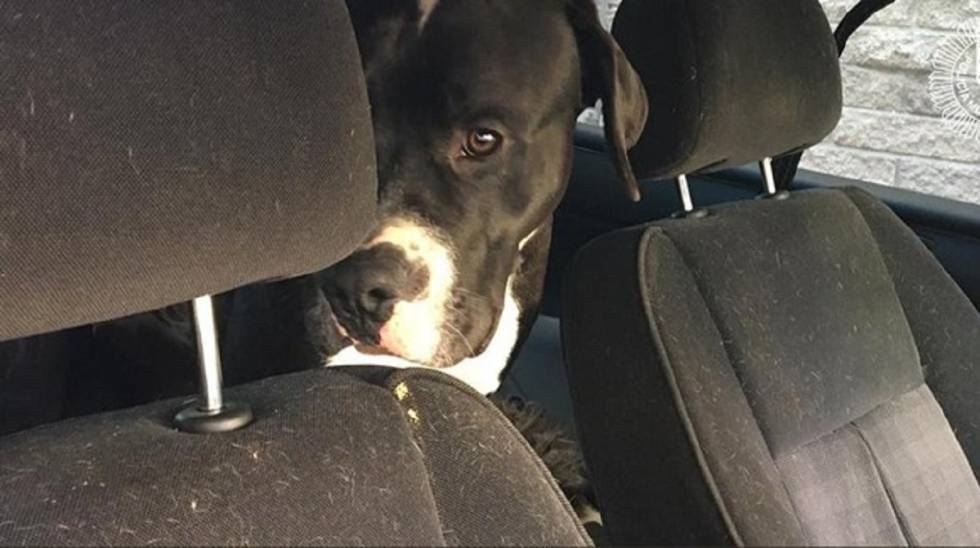 Uno de los perros en el interior del vehículo