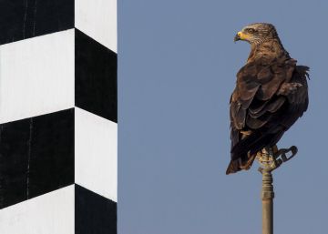 Cine prohibido y distopías punk