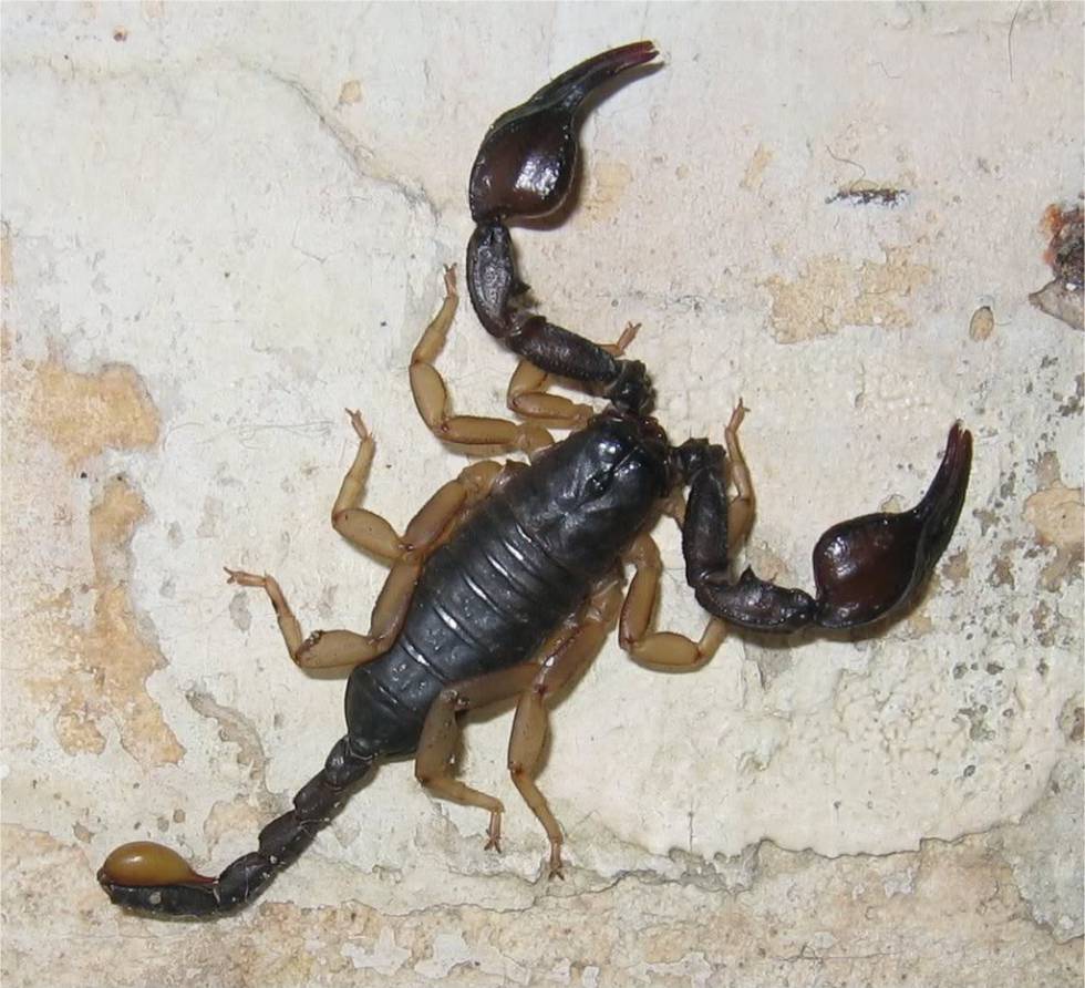 Cómo deshacerse de los escorpiones