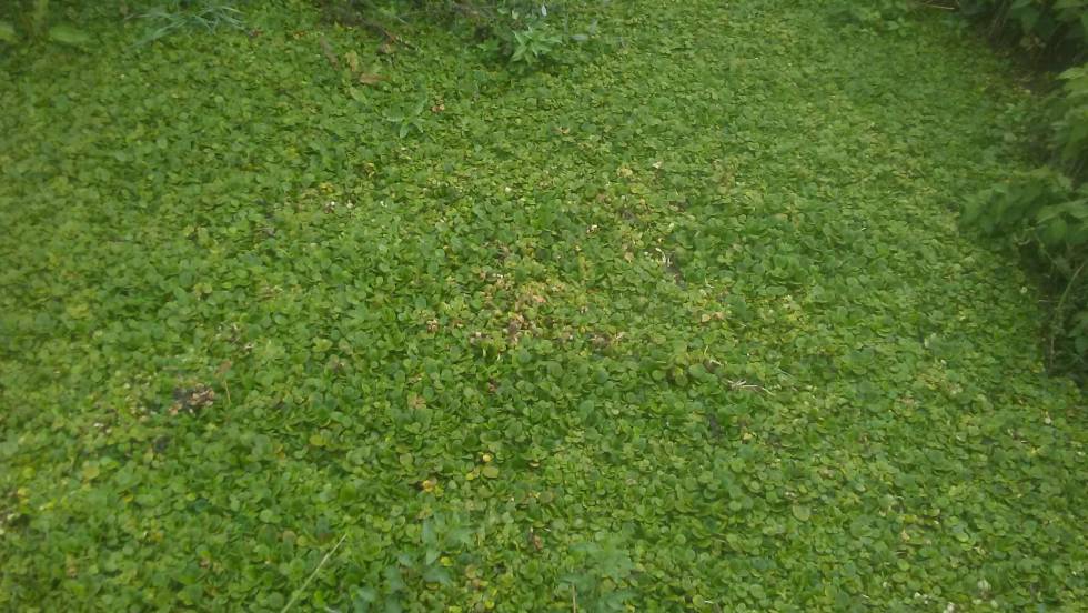 Un manto tupido de la Limnobium laevigatum, comúnmente conocida como planta de esponja, en el río Manzanares.