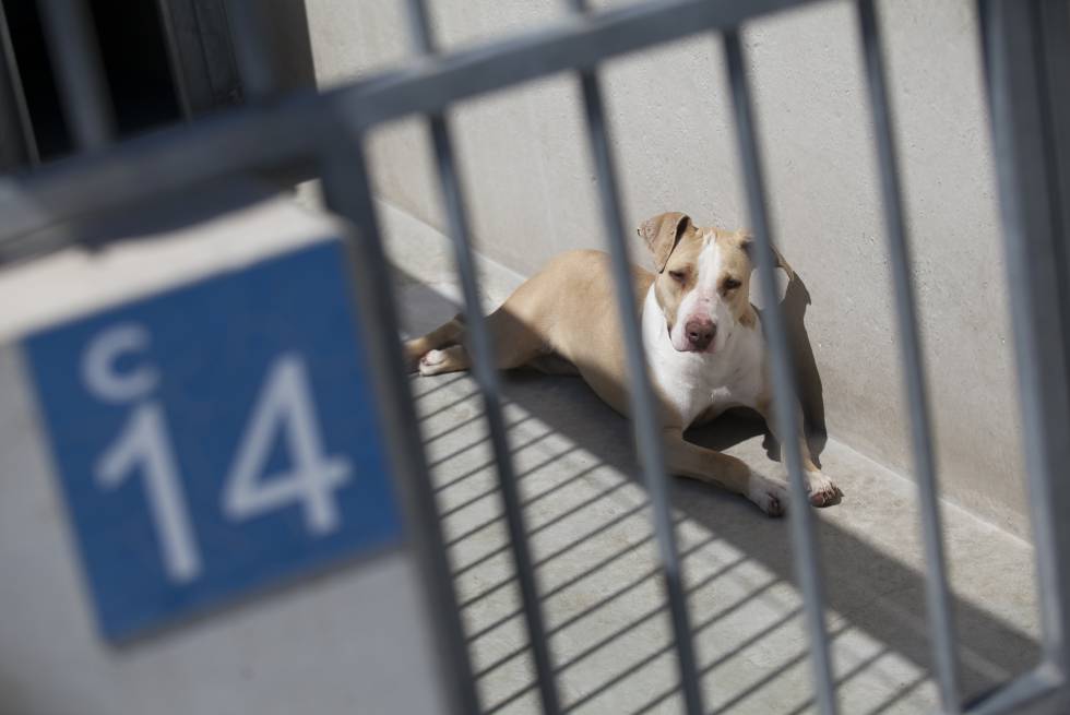 El Bienestar Animal Es El Bienestar De Toda La Sociedad Madrid El Pais