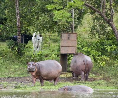 Resultado de imagen para hipopotamos escobar
