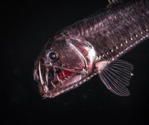 Depredadores Y Presas Como Protagonistas Television El Pais