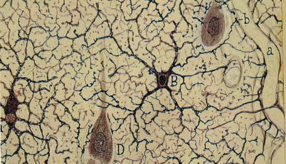 Trozo de un corte de la sustancia gris del cerebro seg&uacute;n un dibujo de Ram&oacute;n y Cajal.
