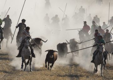 Interactivo | Uno de cada cinco pueblos usa toros y otras reses en sus fiestas