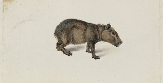 Acuarela de un capibara dibujado por Frans Post.