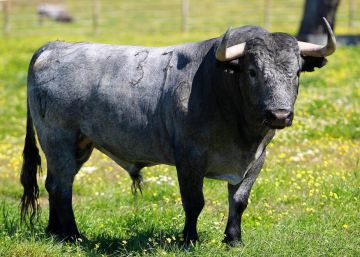 Toro Cobradiezmos, indultado en la pasada Feria de Abril