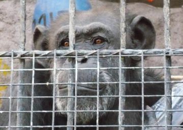 El maltrato animal en aforismos