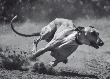 Una fábula de niños robados