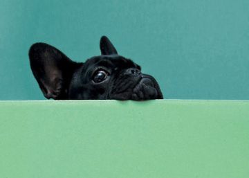 Un talento estridente