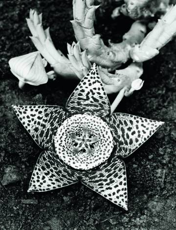 'Stapelia variegata, Asclepiadaceae'. (1923)