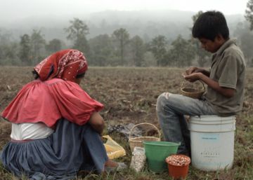 La milpa o la muerte: una loa al maíz en México