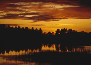 El árbol sueña con la nube