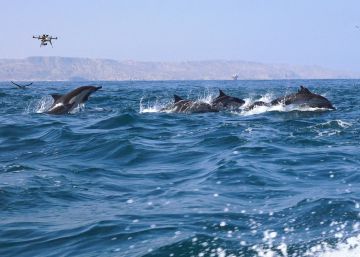 ‘Pacificum’, el documental peruano para enamorarse del mar