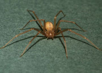 Fred Vargas y la picadura de la mejor literatura