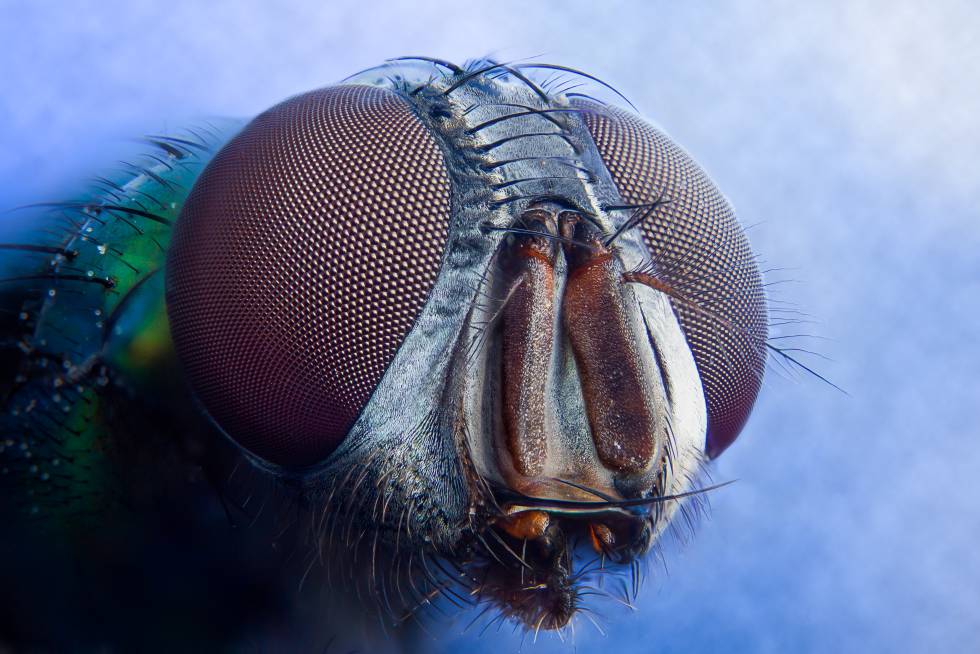 Cabeza de mosca con detalle de los ojos.