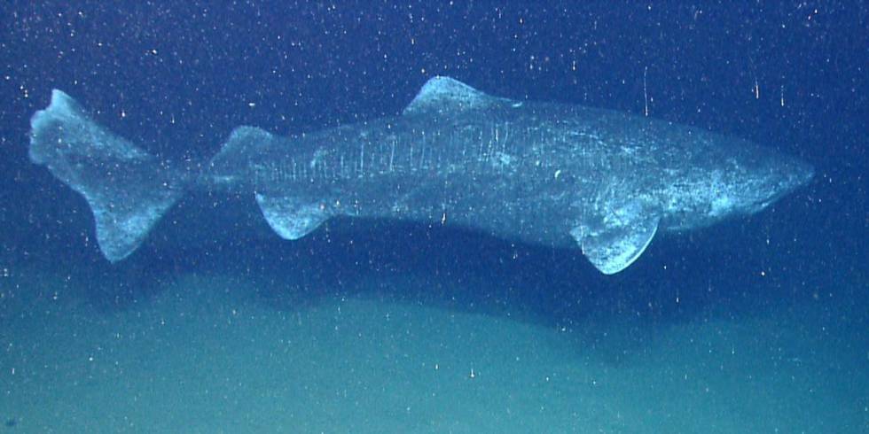 Un tiburÃ³n boreal retratado en a gran profundidad