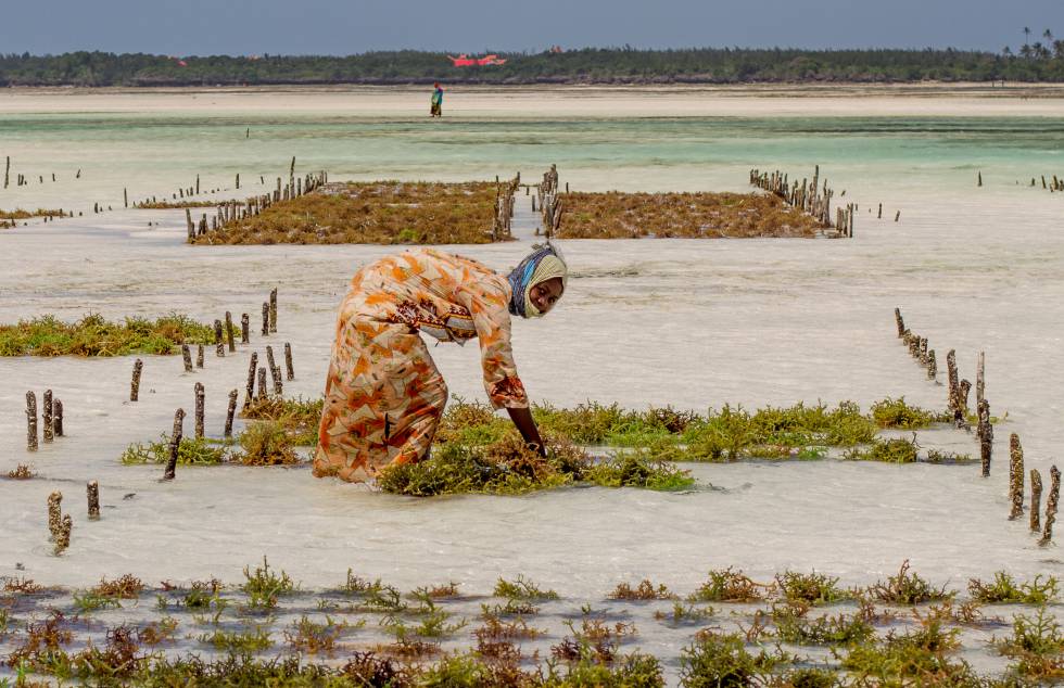 Una mujer recoge algas de su huerto en el mar en Jambiani, en la isla de Unguja (Tanzania), en 2015.