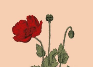 Los libros del próximo número