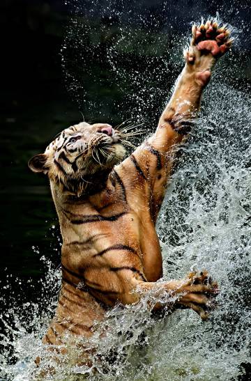 Un tigre intenta cazar en Ragunan (Indonesia).