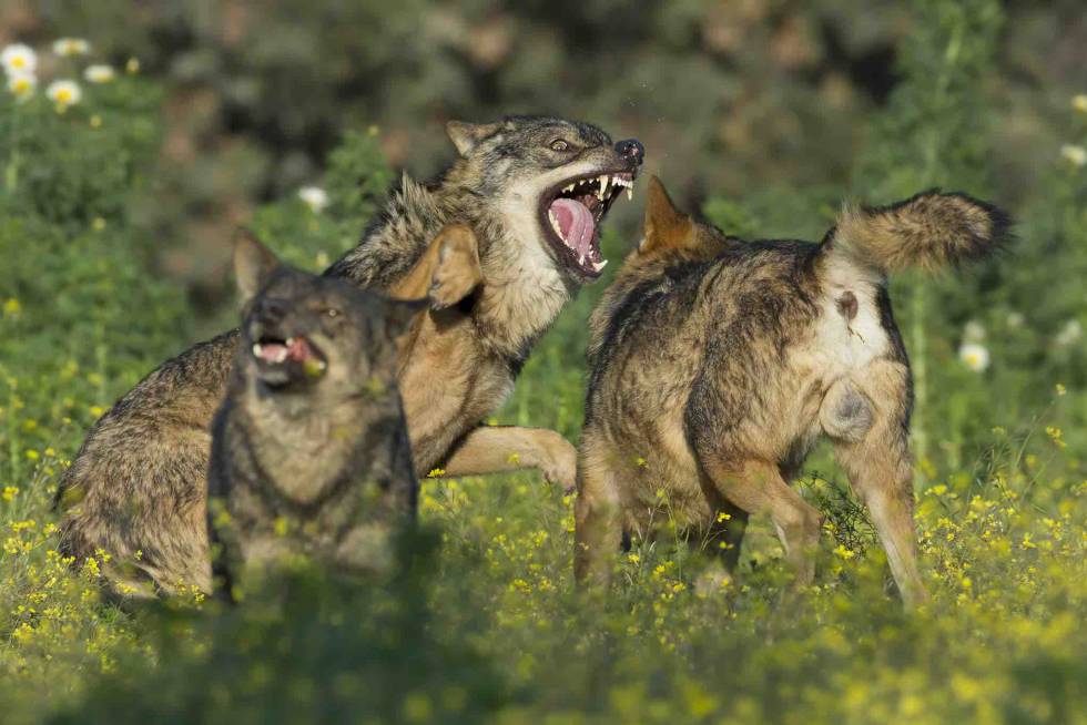 Barbacana La Huella Del Lobo Ver Online