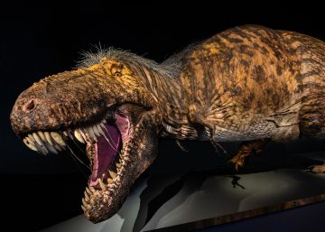 Nueva York muestra al gran predador