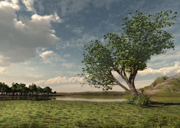 Cuando los árboles tienen sed