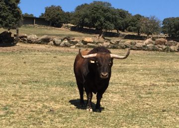 Agustín Montes (Montealto), panadero, torero frustrado y ganadero entusiasta