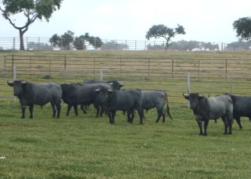 Victorino Martín, señor de Las Tiesas, el santuario cacereño del toro bravo