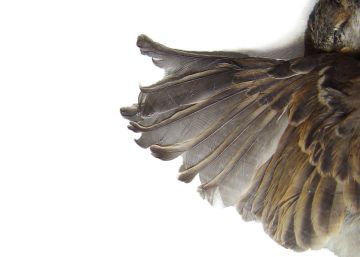 La cicatriz interior