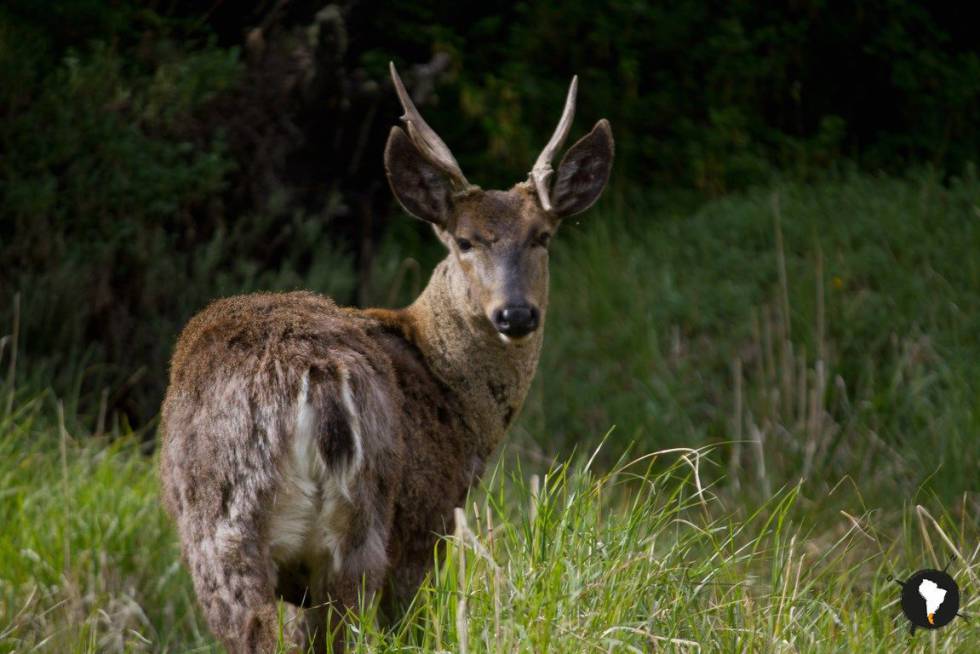 Un huemul en la Patagonia.
