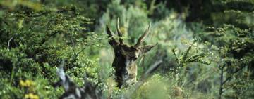 Un huemul en la espesura austral.