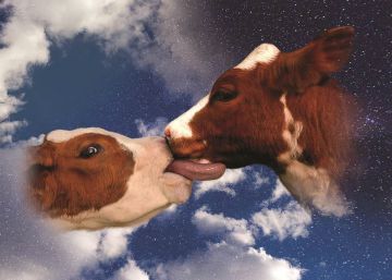 ¿Por qué no bailáis?