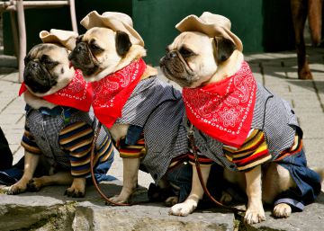 Relatos de un autor esquivo