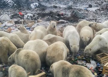 Osos polares en Belushya Guba, en el norte de Rusia.