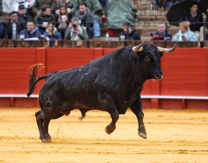 “el Toro Es Un Atleta Y Merece Una Alimentación Especial Toda Su Vida” Blog El Toro Por Los 5078