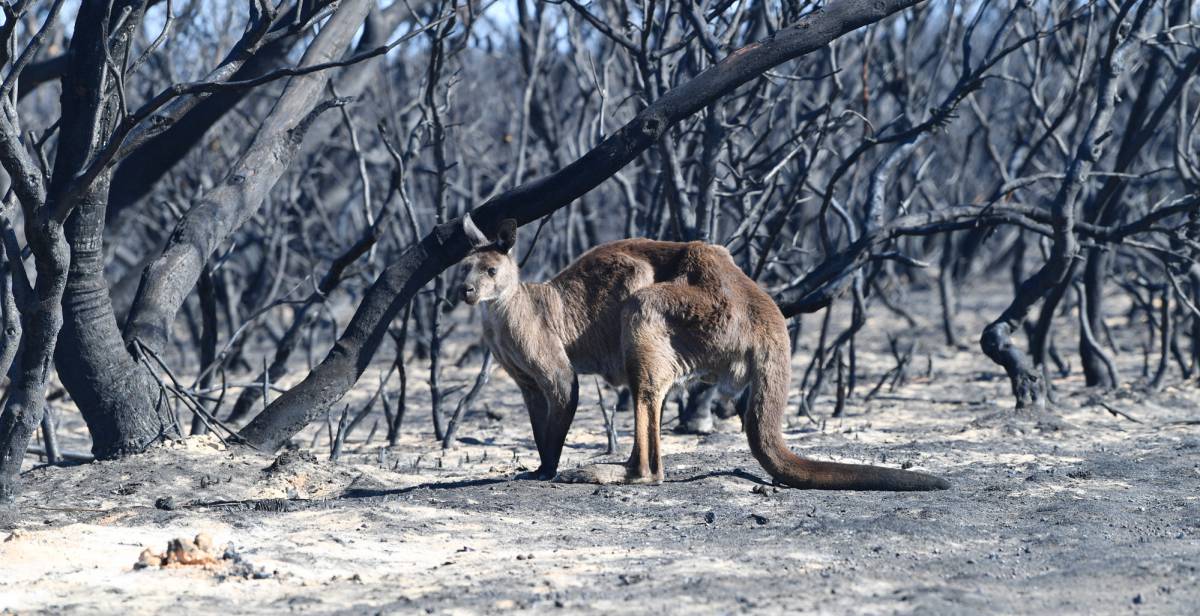 Paisaje devastado por el fuego en Kangaroo Island, en el sur de Australia.